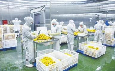 四川德順源食品股份 凍干食品出口繁忙，工人加緊生產(chǎn)迎海外市場